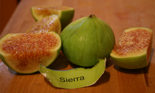 Sierra Figs