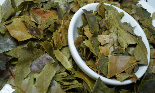 The History and Cultural Significance of Soursop Tea