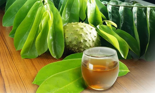 What is Soursop Leaf Tea