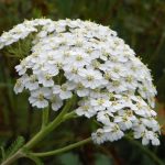 Explore The Yarrow Plant: History, Types, Medicinal Uses, Benefits and More