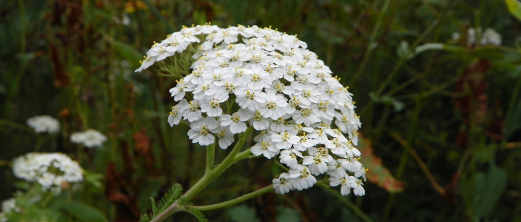 Explore The Yarrow Plant: History, Types, Medicinal Uses, Benefits and More