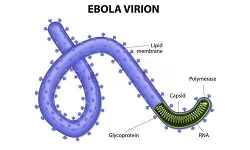 What is Ebola Virus