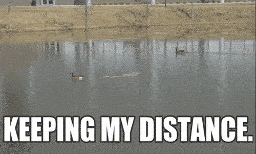Distant-View-Gazing