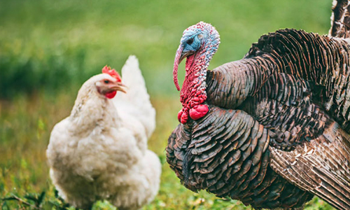 Poultry