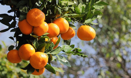 Tangerine Fruit Nutrition Facts