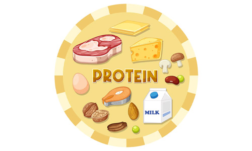 Protein