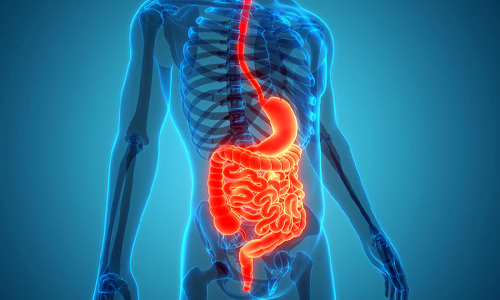 Digestion