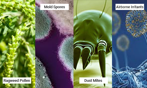 What Causes Fall Allergies