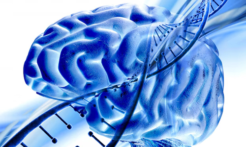 Brain Structure and Chemistry
