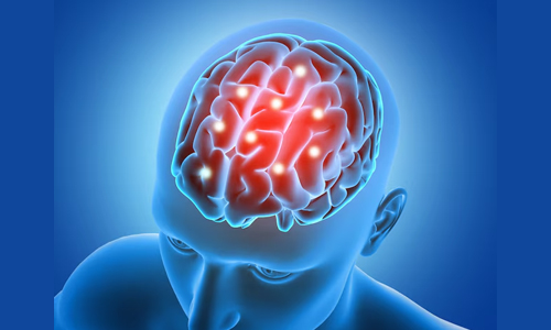 Brain Structure and Function