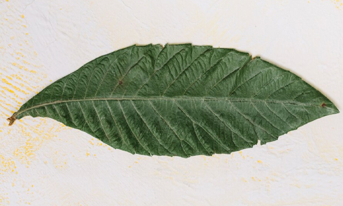 Guava Leaf Mouth Rinse