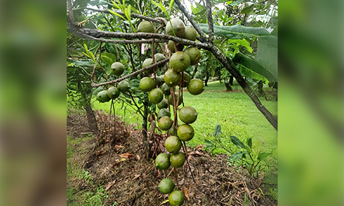What-Are-Macadamia-Nuts