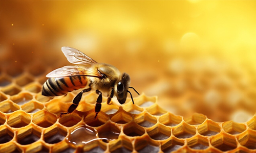 How Honey Is Made