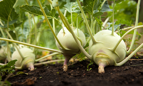 Kohlrabi