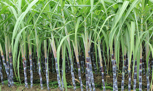 Sugarcane