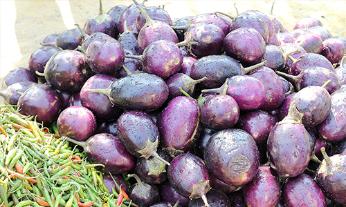 Eggplant