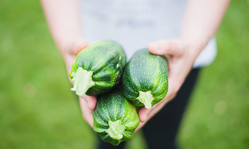 Zucchini