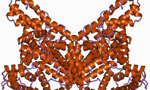 What Is Albumin and Why Does It Matter