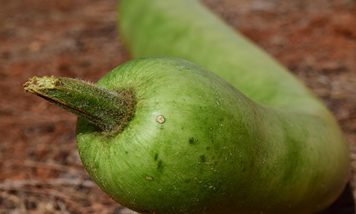 Bottle Gourd