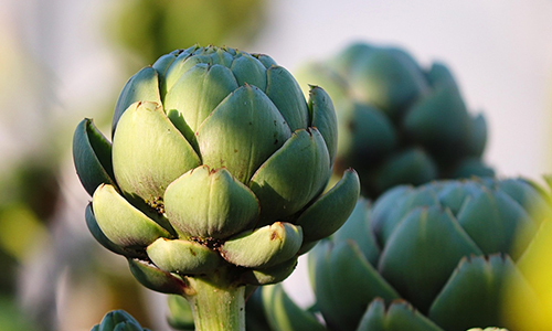 Artichoke