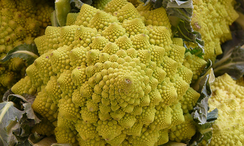 Romanesco
