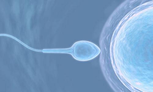 The Science Behind Albumin's Role in Sperm Function