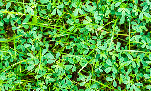 Fenugreek Leaves