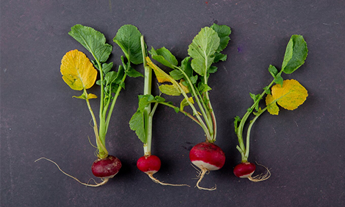 Beet Greens
