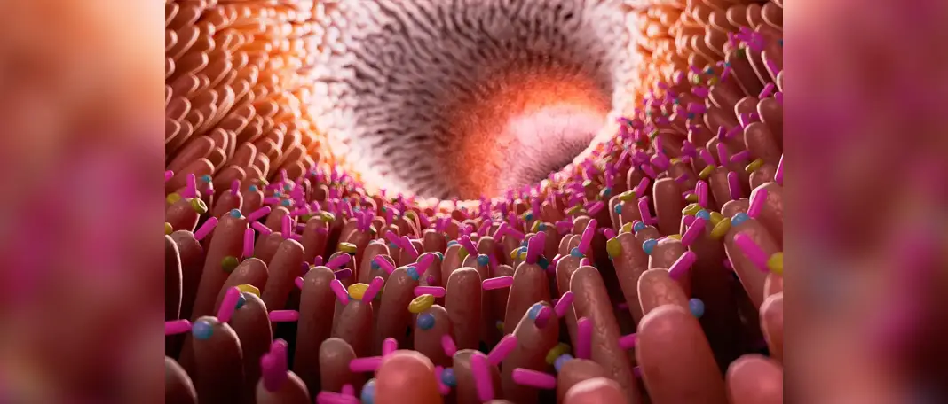 Gut Bacteria and Flatulence: Why Your Microbes Make You Fart