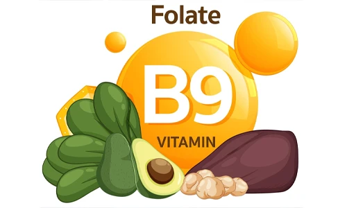 Vector illustration showing various food sources of Vitamin B9 and folic acid for pregnancy.