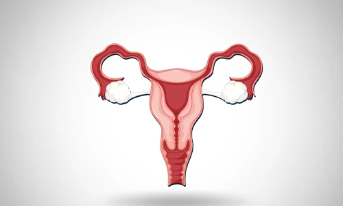 Anatomical illustration of the human internal organ showing the uterus for reproductive health education.