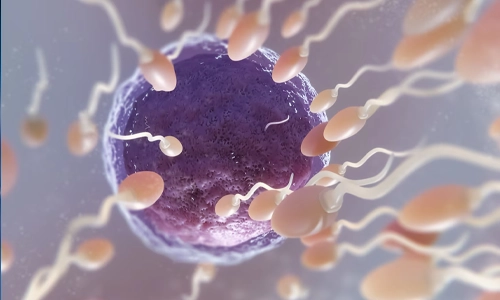 3D medical visualization of the in vitro fertilization (IVF) process, showing embryo development.